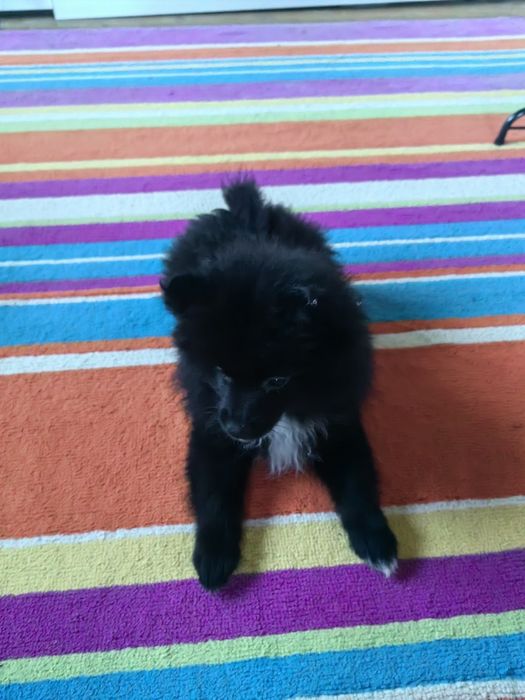 Мини шпиц/померан женски