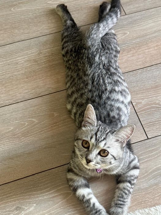 Отдам в добрые руки ласковую кошку
