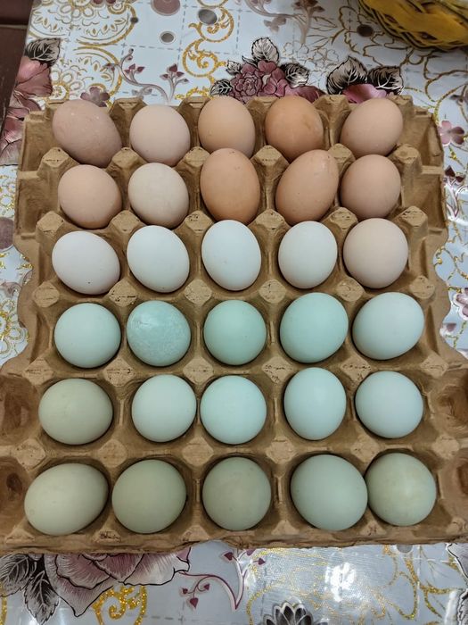 Тауық жұмыртқасы сатылады.Продаются куриные яйца,свежие.