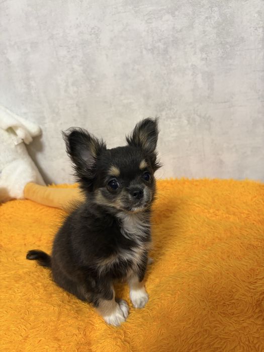 собака чихуахуа девочка