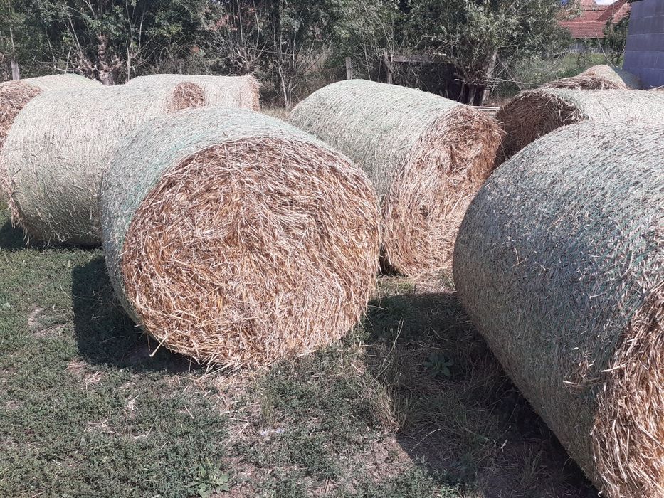 Baloti de paie 1.20X1.20 de grâu și ovas