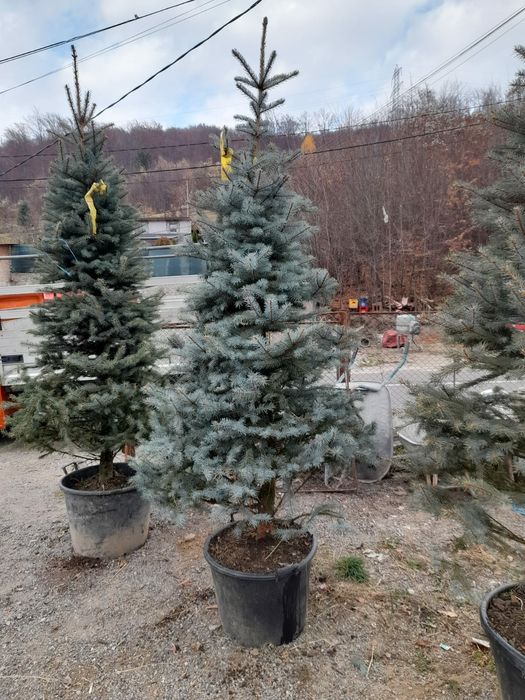 Brad argintiu si verde