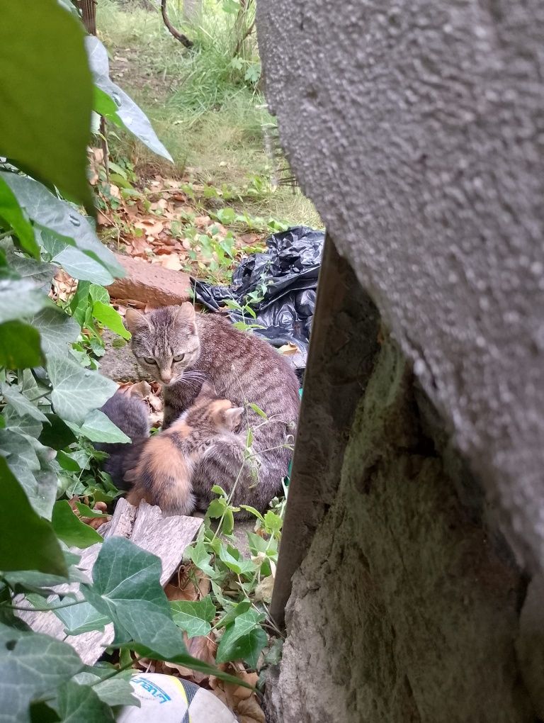 Pisoiași frumoși pentru adopție