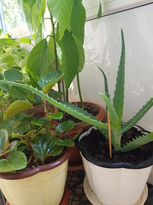 Цветы домашние продам ,от 2000т