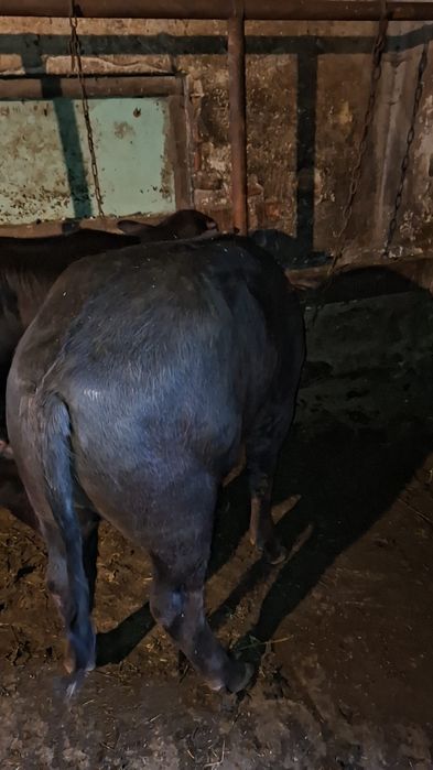 Da vânzare viței de bivoli