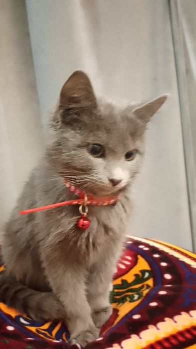 Mushuk yoʻqolgan topib olganlo yoki goʻrganla boso oytinglo