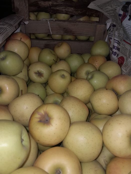 Яблоки высший сорт