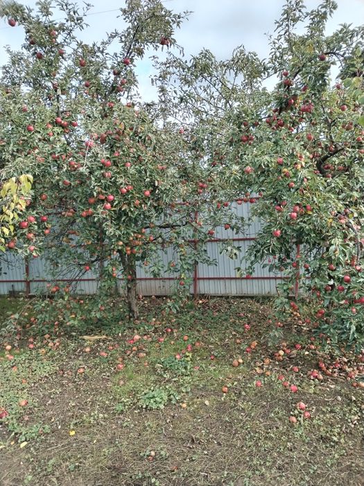 Vând mere naturale nestropite soiul ionatan și iadaret e