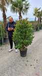 Photinia, catalpa, tuia, chiparos leylandii, plante ornamentale