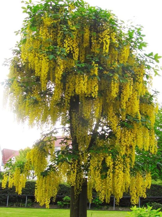 Wisteria (Glicina Galbena)