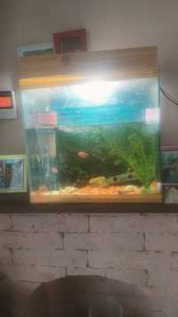Продам аквариум с рыбками,и всем содержимым ,плюс воздух и подогрев