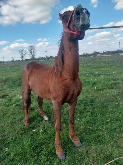 Iapa buna de vanzare