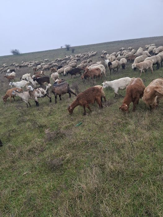 Vand oi carabase și capre