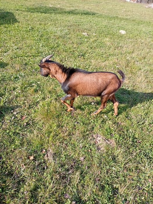 VIND țap alpin francez