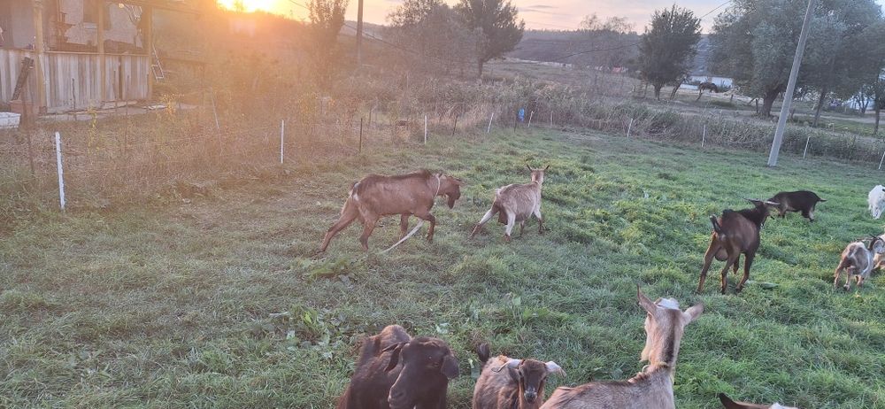 Vand sau schimb tapi din rasa alpin francez