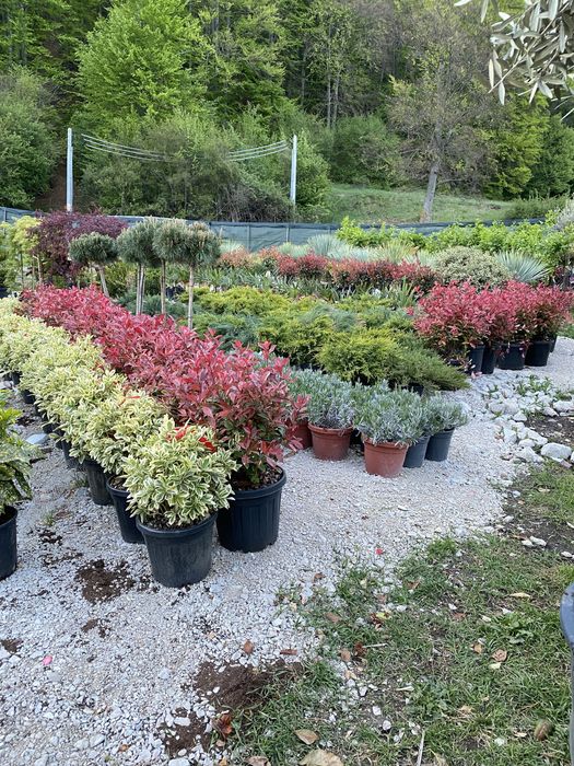 Vindem plante cu transport si plantat