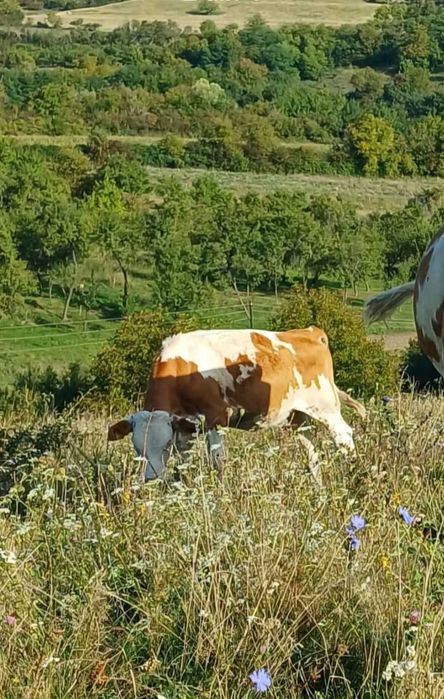 Vand vaca baltata românească