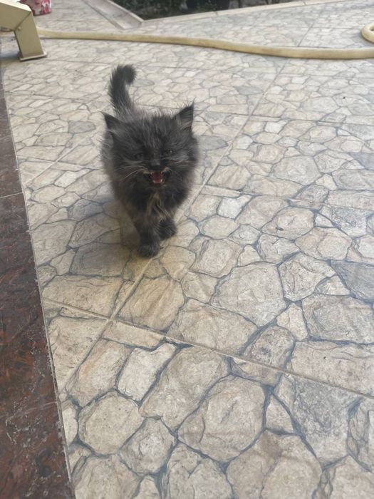 Отдам котят бесплатно Мушук боласини бепул бераман