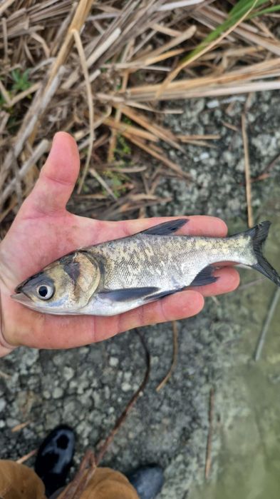 Peste pentru populat balti