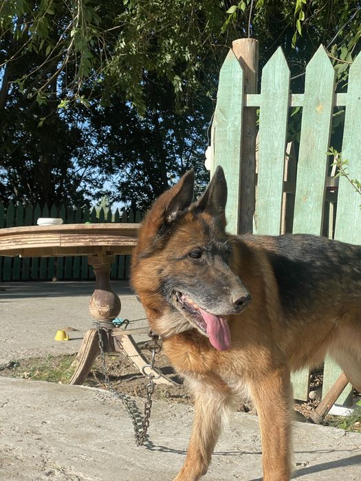 Таза чисто кровный овчарка сатылады