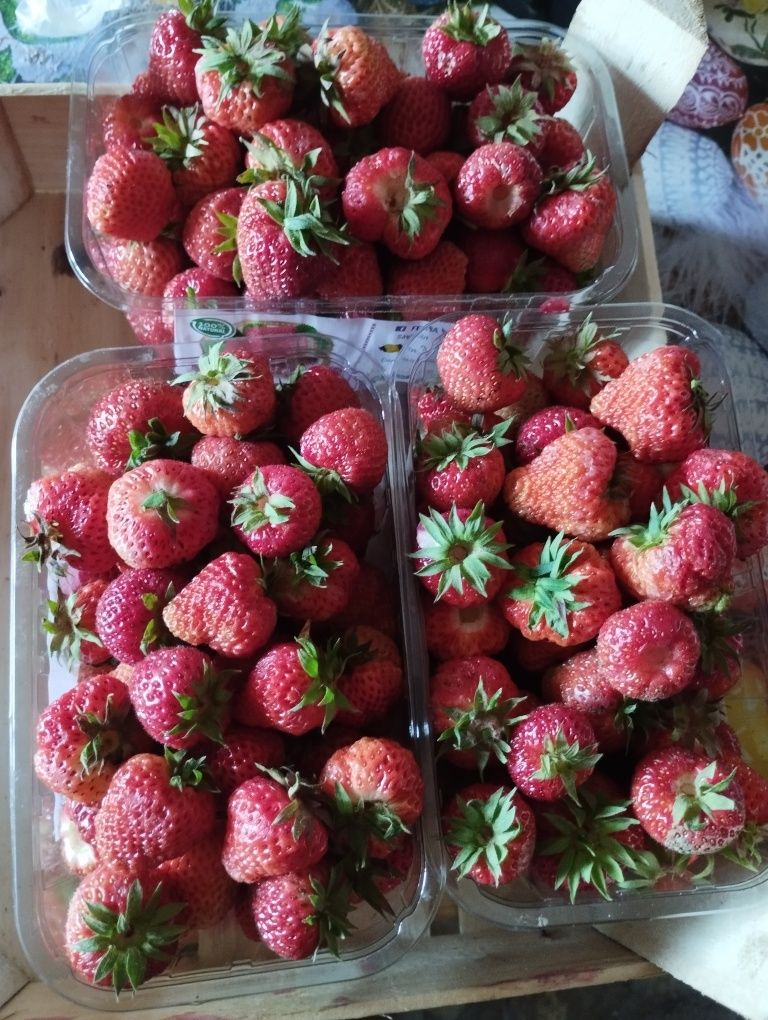 Vând căpșuni stoloni