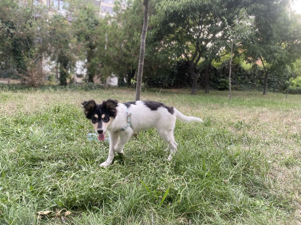 Мъж. на 5 месеца палово игриво яде всичко порада-Овчарка Border Collie
