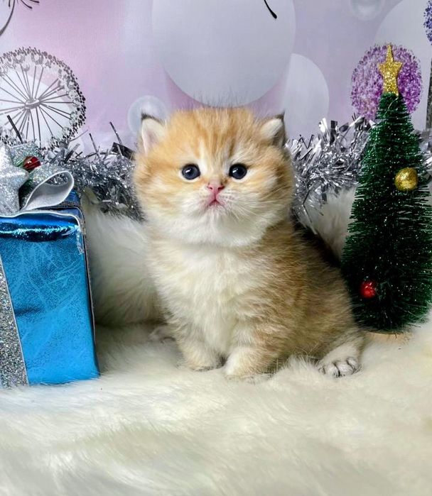 Британские золотые шиншиллы