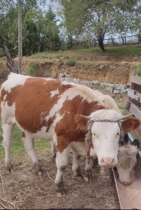 Vand juninca de un an jumatate