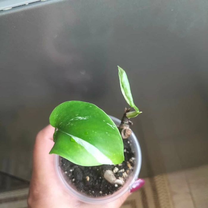 Монстеры не дорого