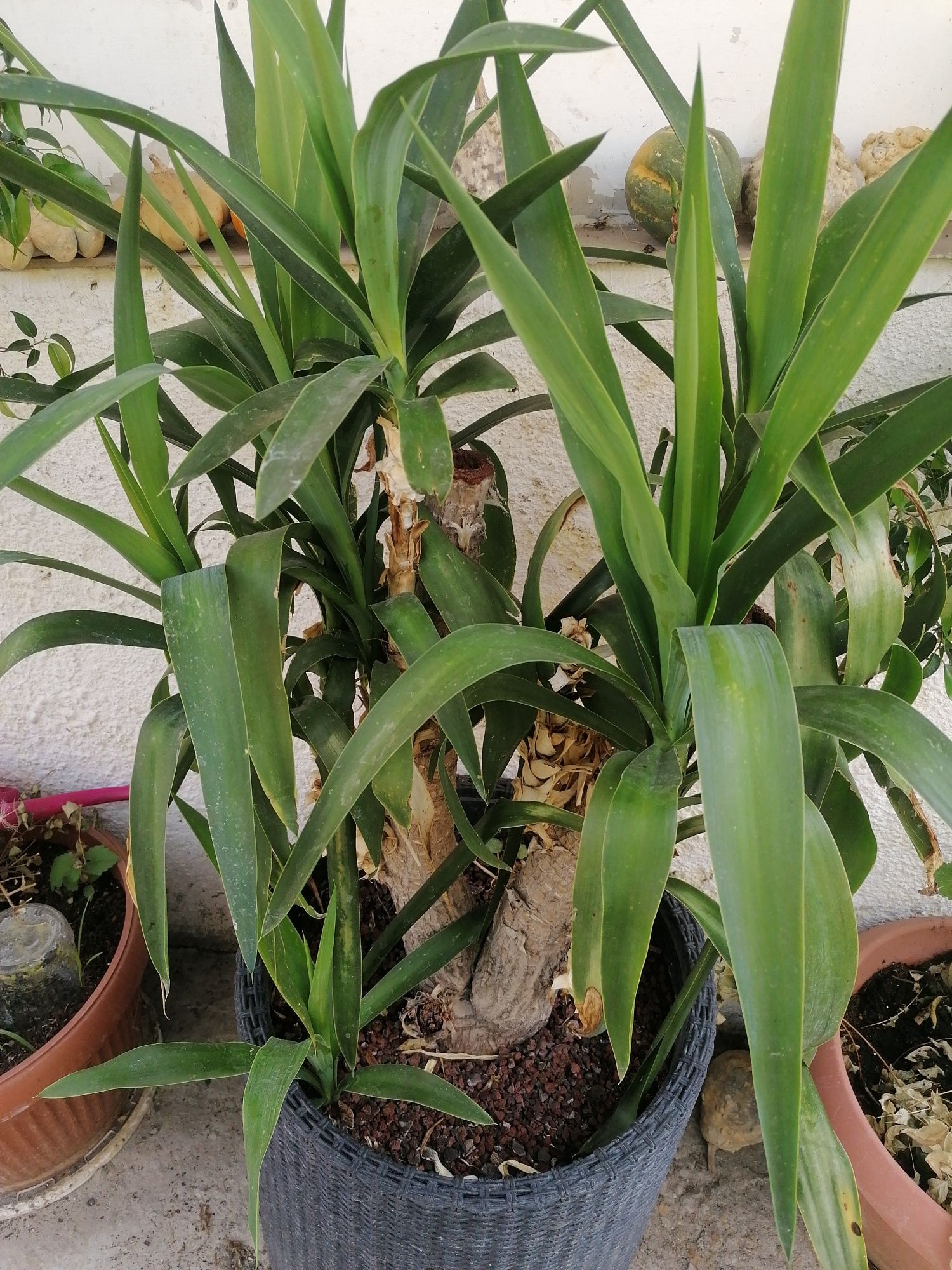 Yucca gloriosa 90cm inaltime planta