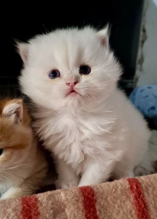 Британские котята шиншиллы чистокровные