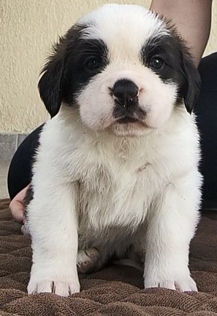 Femela Saint Bernard cu Pedigree