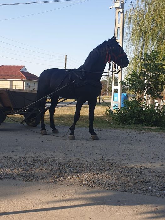 Vand cal calu are 8 ani