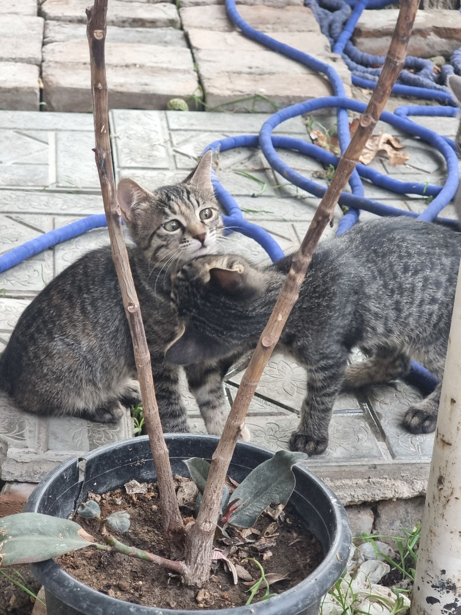 Отдам котёнка в добрые руки
