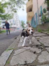 Vând beagle tricolor