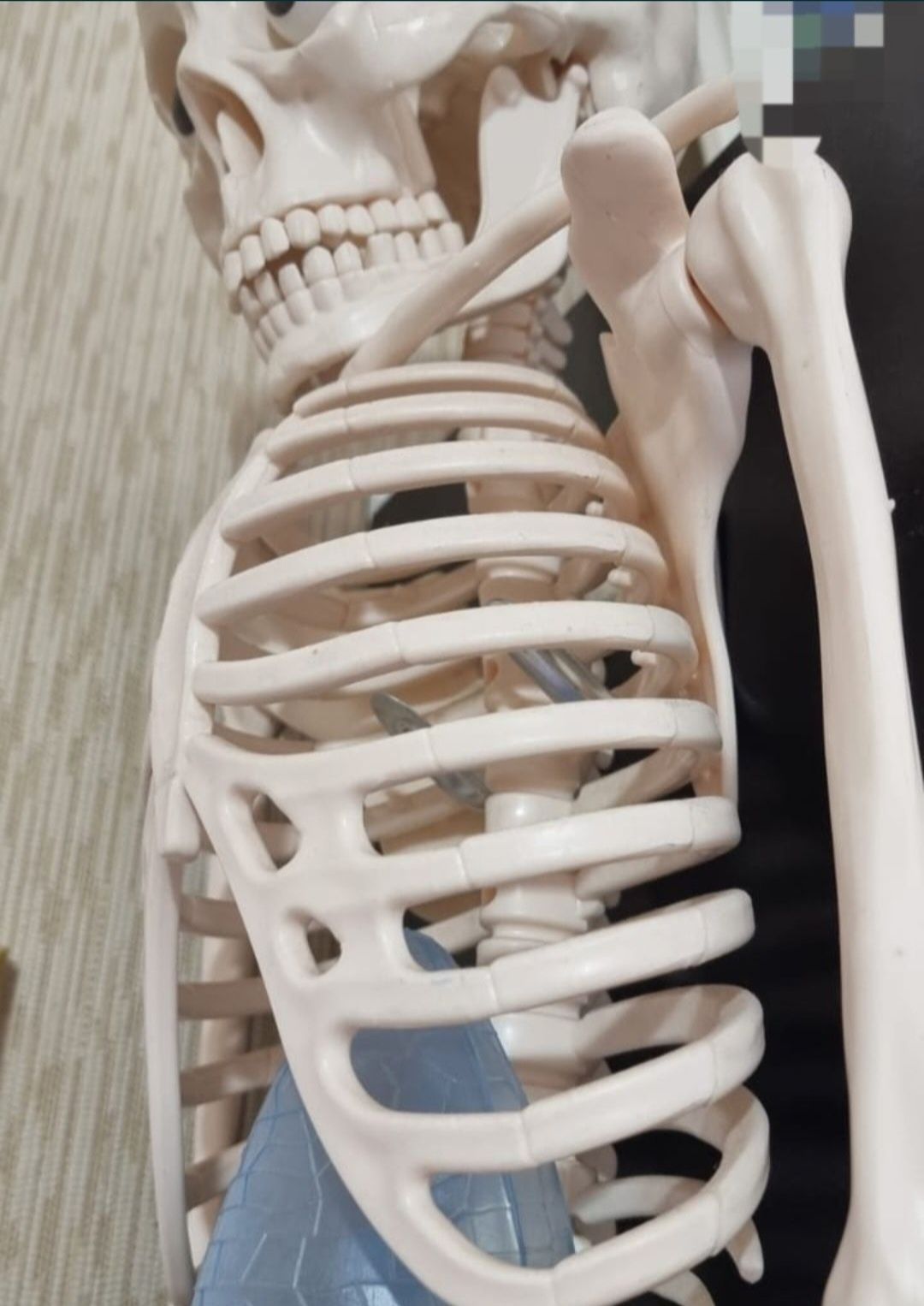 Анатомическая модель тела человека .Скелет.