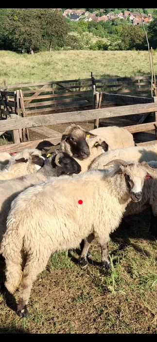 Oaie cu mieluță Disponibilă sau Schimb