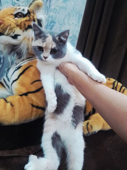 Fold va Strayt mushuk og'il qiz