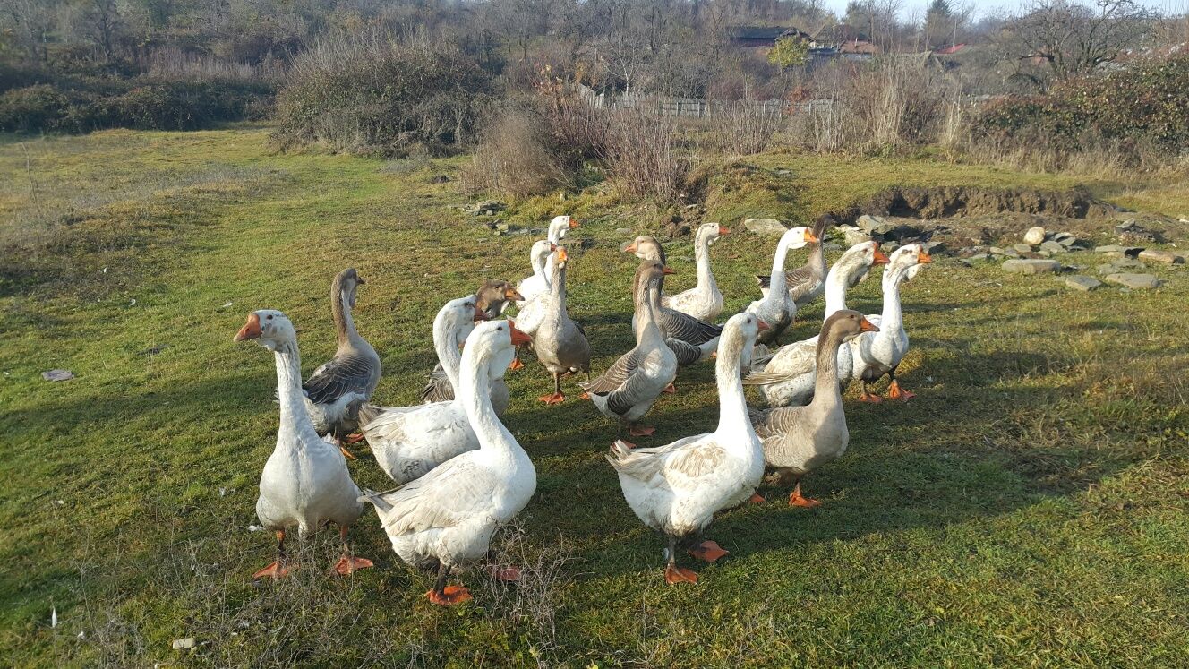 Vând gâște holmogor tineret 350 matur 400