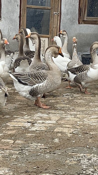 Гоз гуси gʻoz крупный серий ва холмогорский гозлари сотилпди
