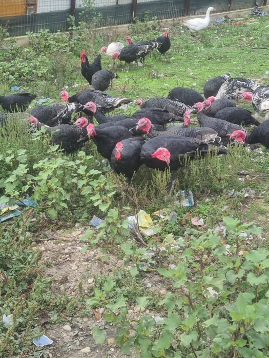 Vând curci și curcani crescuți natural