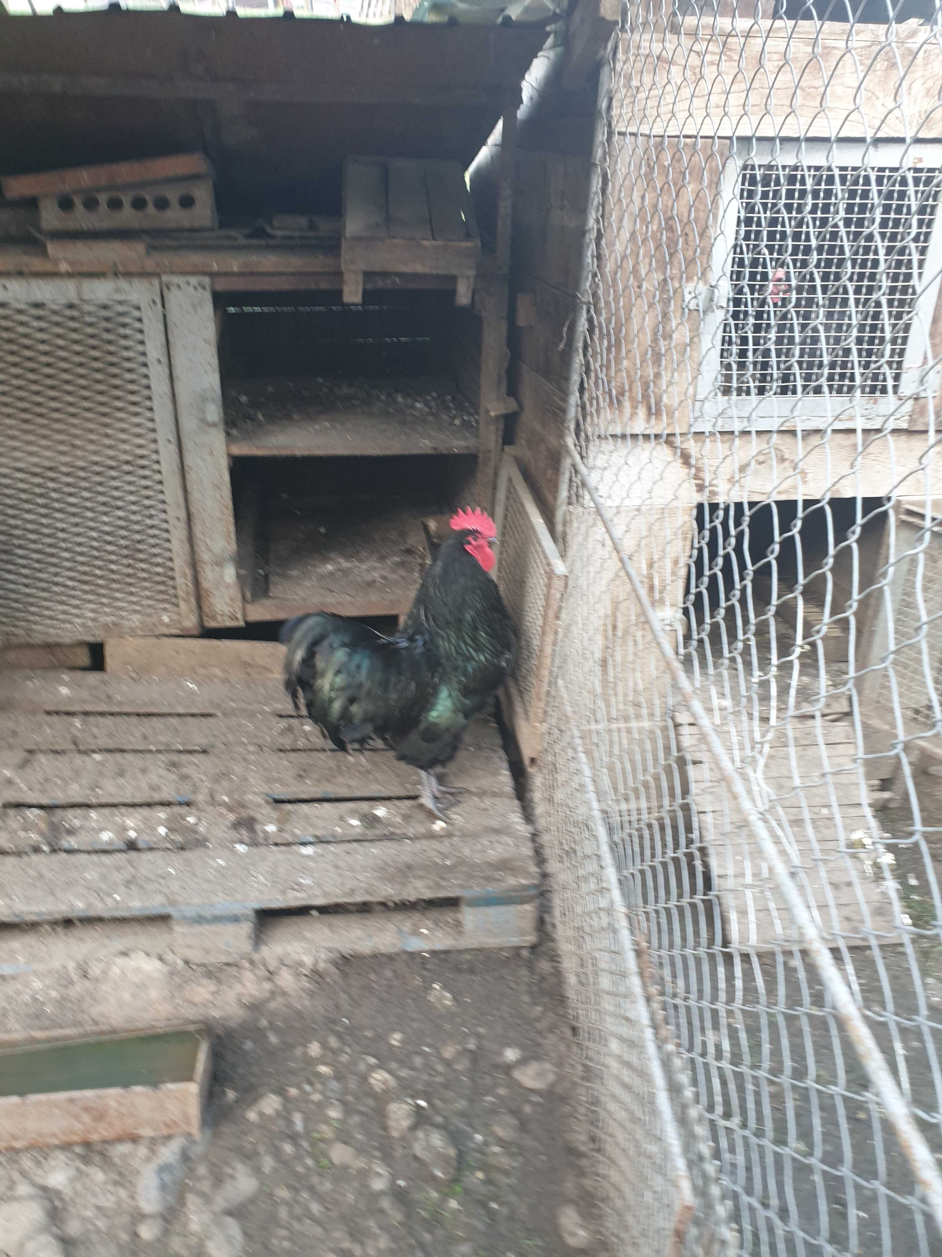 Cocoș de rasă Australorp negru