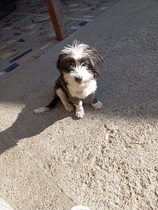 Bichon havanez 2 cățelușe