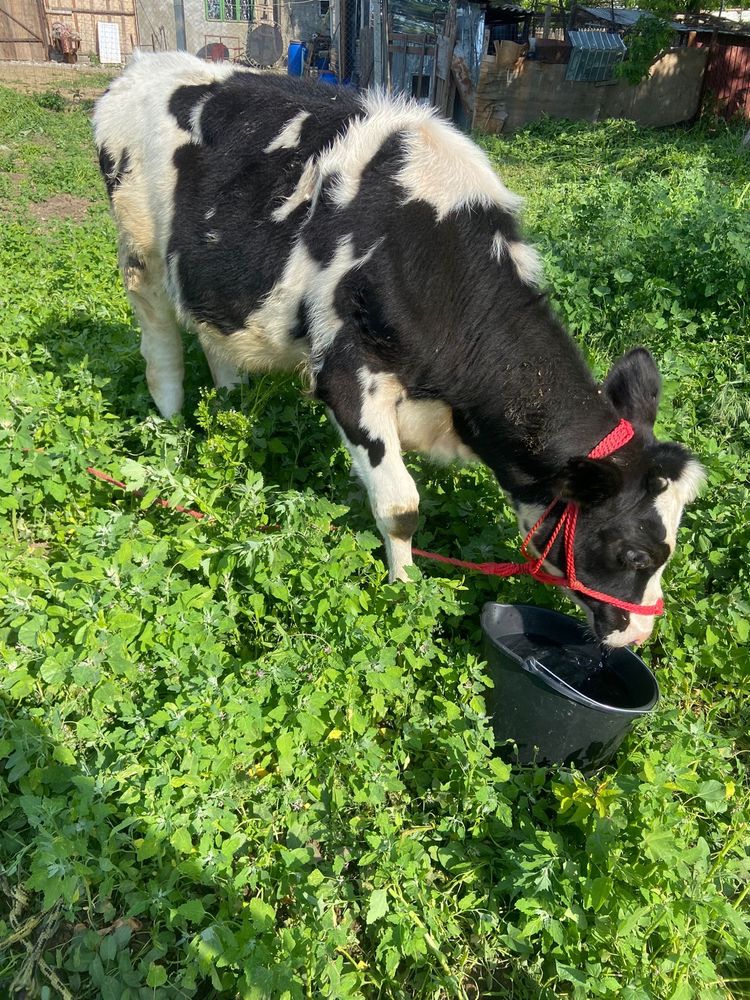 Vand vitea de 4 luni jumate