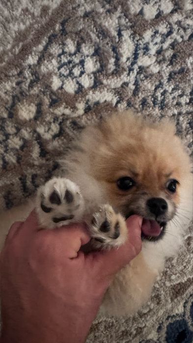 Помиранский щпиц