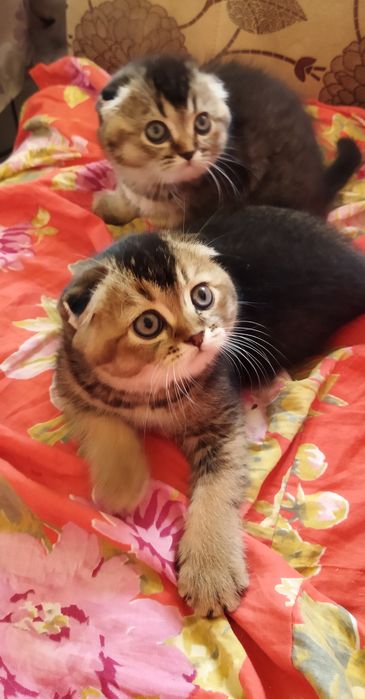 Шотландские котята.