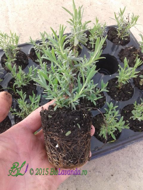 Butasi lavanda angustifolia Blue Scent