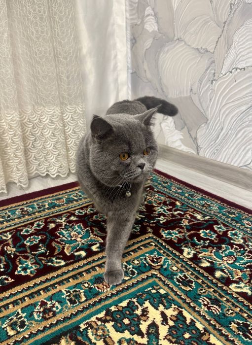 Mushuk Britanski Strayt vyazkaga