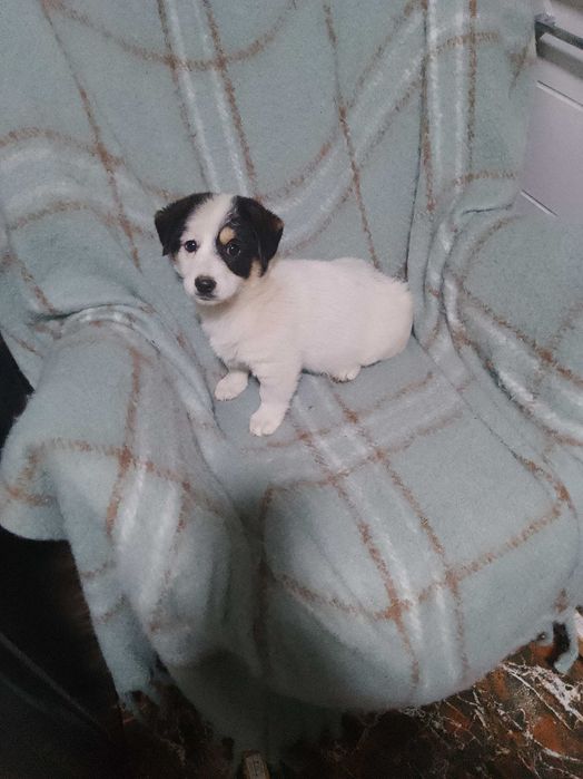 Buna dimineața donez cățeluș in vârstă de 2 luni jumătate