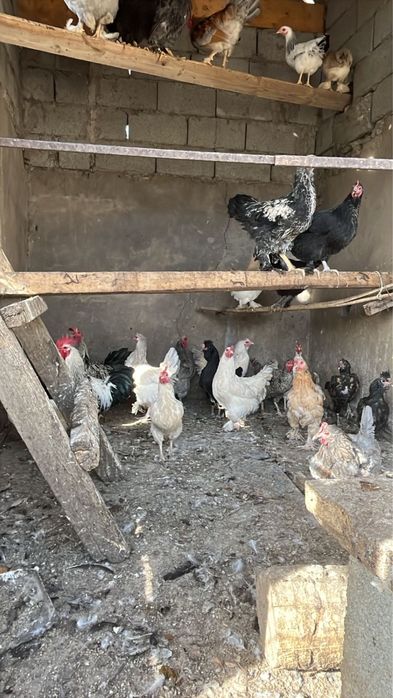 домашние куры несушки